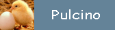 Pulcino