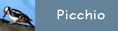Picchio Picchio