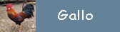 Gallo