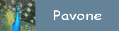 Pavone