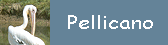 Pellicano
