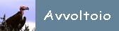 Avvoltoio Avvoltoio